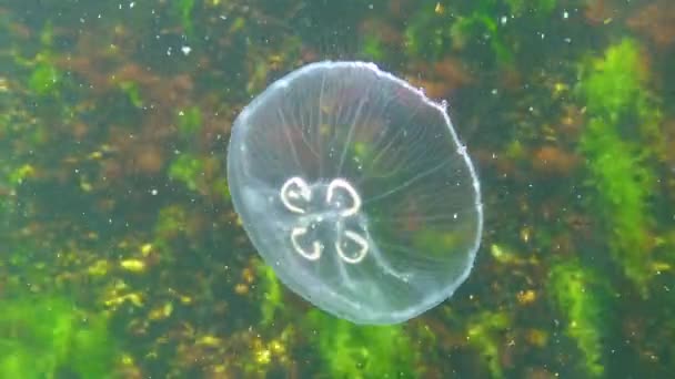Medusas Comuns Medusas Lua Aurelia Aurita Nadam Sobre Algas Mar — Vídeo de Stock
