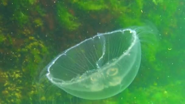 Genel Denizanası Denizanası Aurelia Aurita Karadeniz Algler Üzerinde Yüzer — Stok video
