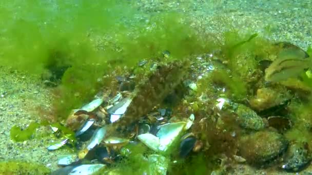 Wrasse Grise Symphodus Cinereus Gardiens Mâles Nid Algues Avec Œufs — Video