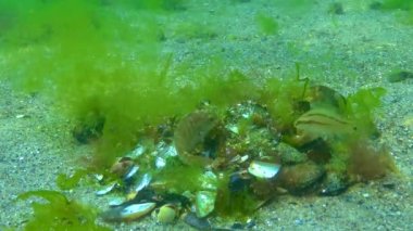 Gri grasse (Symphodus cinereus), erkek yosun yuvasını balık yumurtalarıyla korur, Karadeniz.