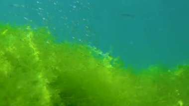 Yeşil yosun Cladophora sp. Karadeniz 'de, denizin dibindeki kayalarda.