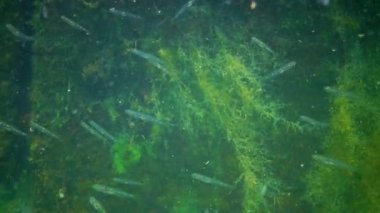 Yeşil yosun Cladophora sp. Karadeniz 'de, denizin dibindeki kayalarda.