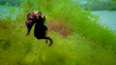 Karadeniz, Ukrayna 'da yeşil yosunların arasında saklanan uzun burunlu deniz atı (Hipokampus hipokampüsü).