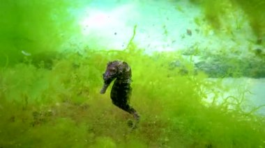 Karadeniz, Ukrayna 'da yeşil yosunların arasında saklanan uzun burunlu deniz atı (Hipokampus hipokampüsü).