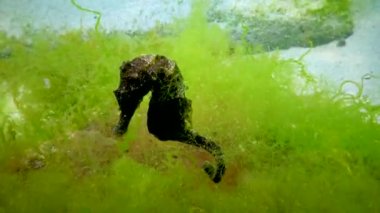 Karadeniz, Ukrayna 'da yeşil yosunların arasında saklanan uzun burunlu deniz atı (Hipokampus hipokampüsü).