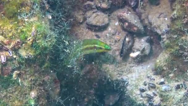 Bläckfiskfilé Från Svarta Havet Symphodus Ocellatus — Stockvideo