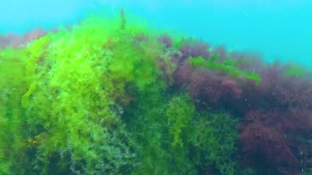 Algas Vermelhas Ceramium Verdes Cladophora Ulva Rochas Fundo Mar Mar — Vídeo de Stock