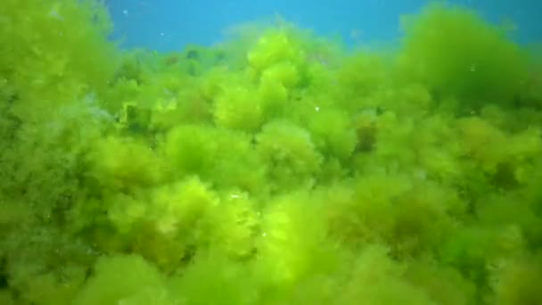 Зелені Водорості Cladophora Скелях Морському Дні Чорного Моря — стокове відео