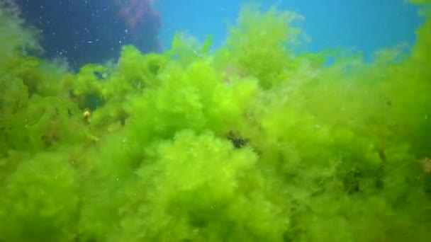 Groene Alg Cladophora Rotsen Zeebodem Zwarte Zee — Stockvideo