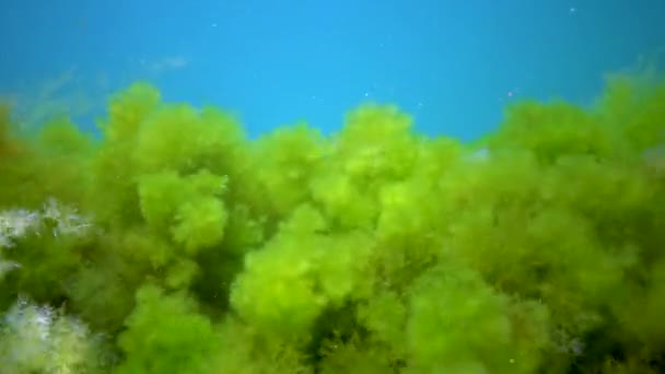 Зелені Водорості Cladophora Скелях Морському Дні Чорного Моря — стокове відео