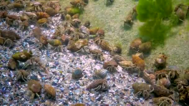 Kleine Heremietkreeft Diogenes Pugilator Grote Concentratie Rivierkreeft Zeebodem Zwarte Zee — Stockvideo