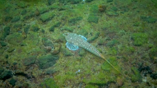 Sailfin Dragonet Callionymus Pusillus Mannetje Van Een Prachtige Vis Zwemt — Stockvideo