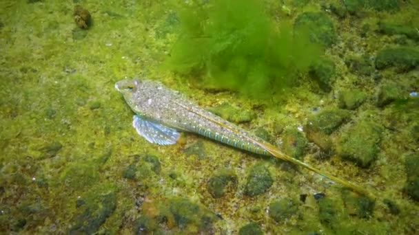 Den Sailfin Dragonet Callionymus Pusillus Hane Vacker Fisk Simmar Över — Stockvideo