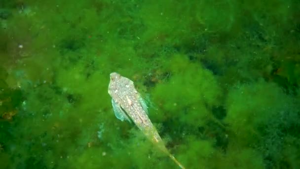 Den Sailfin Dragonet Callionymus Pusillus Hane Vacker Fisk Simmar Över — Stockvideo