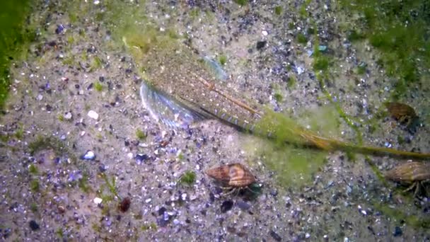 Den Sailfin Dragonet Callionymus Pusillus Hane Vacker Fisk Simmar Över — Stockvideo