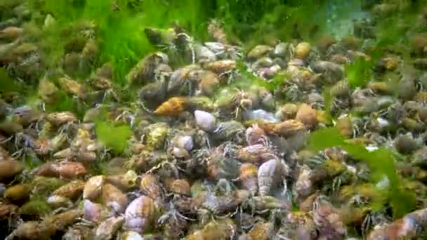 Crabul Pustnic Mic Diogene Pugilator Concentrație Mare Rac Fundul Mării — Videoclip de stoc