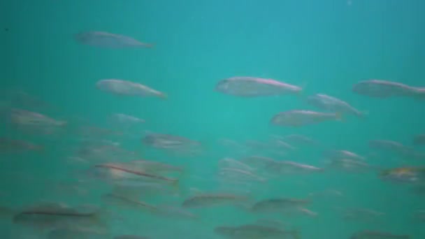 Red Mullet Mullus Barbatus Ponticus Black Sea Fish — Stock Video