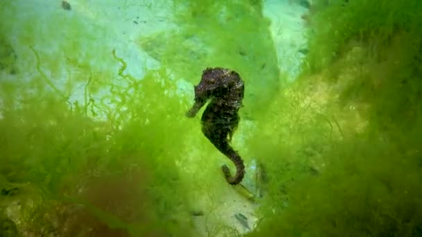 Langsnuit Zeepaardje Hippocampus Hippocampus Verscholen Tussen Groene Algen Zwarte Zee — Stockvideo