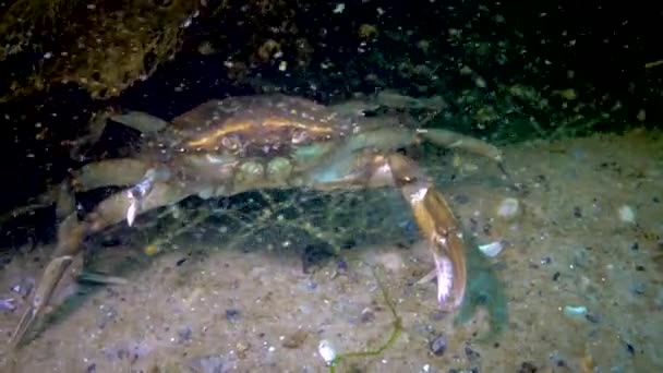 Large Herbal Crab Carcinus Maenas Crab Grows Claw Black Sea — Stock Video