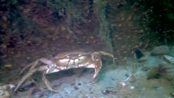 大きなハーブカニ Carcinus Maenas 爪を成長させるカニ 黒海外来種 — ストック動画