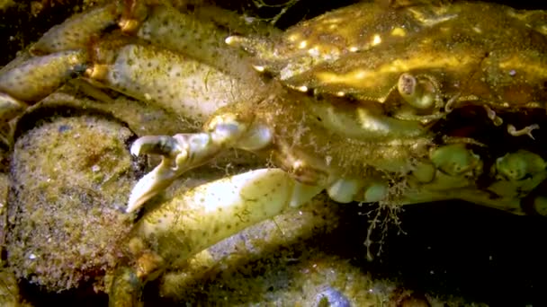 Große Kräuterkrabbe Carcinus Maenas Eine Krabbe Die Eine Kralle Bildet — Stockvideo