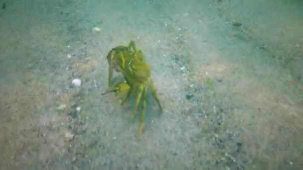 Grand Crabe Base Plantes Mâle Crabe Vert Carcinus Maenas Espèces — Video