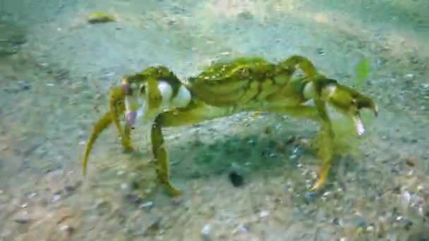 Grand Crabe Base Plantes Mâle Crabe Vert Carcinus Maenas Espèces — Video