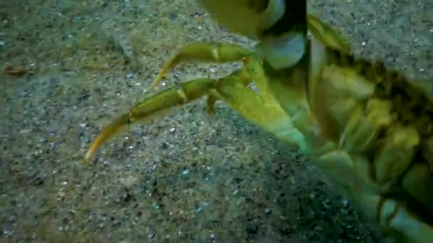 Kepiting Herbal Besar Laki Laki Kepiting Hijau Carcinus Maena Spesies — Stok Video