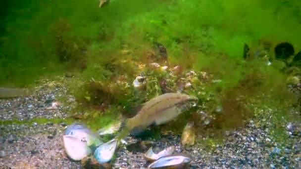 Massa Cinzenta Symphodus Cinereus Macho Guarda Algas Ninho Com Ovos — Vídeo de Stock