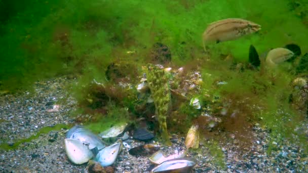 Grey Wrasse Symphodus Cinereus Male Guards Algae Nest Fish Eggs — Stock Video