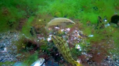 Gri grasse (Symphodus cinereus), erkek yosun yuvasını balık yumurtalarıyla korur, Karadeniz.