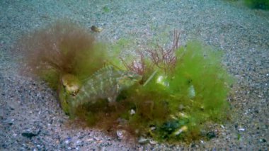 Gri grasse (Symphodus cinereus), erkek yosun yuvasını balık yumurtalarıyla korur, Karadeniz.