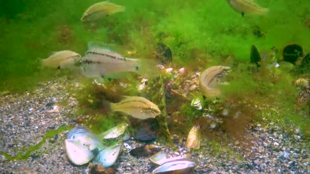 Den Grå Wrasse Symphodus Cinereus Manliga Vakter Alger Med Fiskägg — Stockvideo