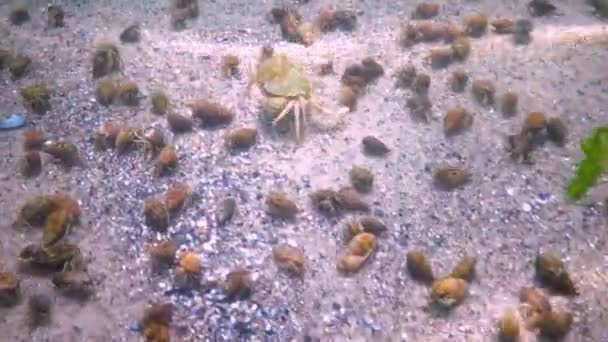 小寄居蟹 Diogenes Pugilator 大量聚集在海底的小龙虾 — 图库视频影像