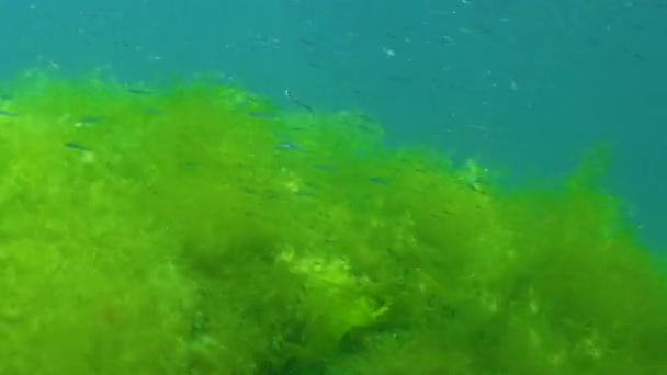 Algues Vertes Cladophora Sur Les Rochers Fond Marin Mer Noire — Video