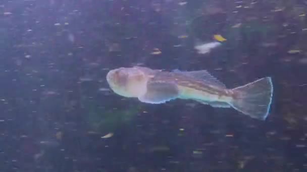 Атлантический Звездопад Uranoscopus Scargazer Опасная Ядовитая Рыба Черного Моря — стоковое видео