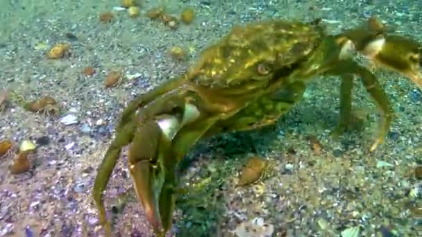 交尾中の緑のカニ Carcinus Maenas のオスとメス 侵入種黒海 — ストック動画