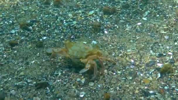 Massa Cinzenta Symphodus Cinereus Macho Guarda Algas Ninho Com Ovos — Vídeo de Stock