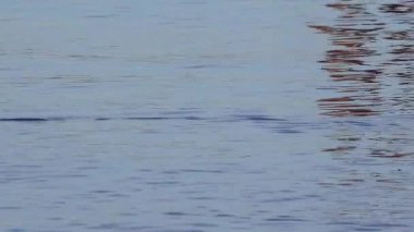 Genel martı (Larus canus), See Percival Mew Gull, Black-head martı. Ukrayna Kuşları
