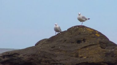 Genel martı (Larus canus), See Percival Mew Gull, Black-head martı. Ukrayna Kuşları