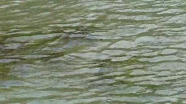 Kıyıya yakın denizde şeffaf su, su yüzeyinde dalgalar, Karadeniz