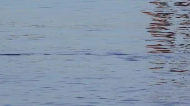 Чайка Обыкновенная Larus Canus Percival Mew Gull Черноголовая Чайка Птицы — стоковое видео