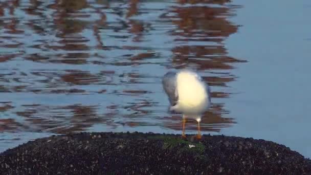 Common Gull Larus Canus See Percival Mew Gull Black Headed — Stock Video