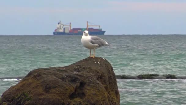 Gewone Meeuw Larus Canus Zie Meeuwenmeeuw Meeuw Met Zwart Hoofd — Stockvideo