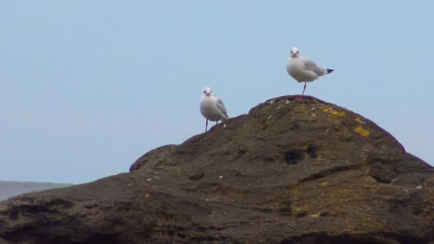 Gewone Meeuw Larus Canus Zie Meeuwenmeeuw Meeuw Met Zwart Hoofd — Stockvideo