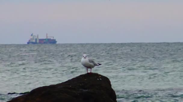 Gaivota Comum Larus Canus Veja Percival Mew Gull Gaivota Cabeça — Vídeo de Stock