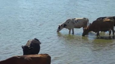 Yalpug gölüne (Ukrayna) evcil inekler girdi ve kirli su içti