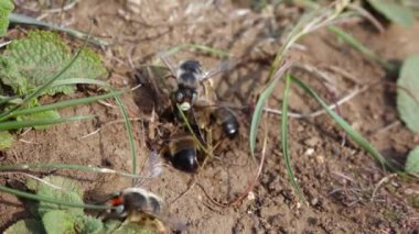 Üreme mevsiminde yaban arıları, erkekler dişilerle çiftleşme fırsatı için savaşır. Ukrayna