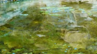 Enteromorfa, Ukrayna 'nın Tiligulsky nehrinin kıyısındaki tuz kaynağından akan hızlı akan su yosunları.