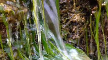 Küçük şelale, Enteromorpha, hızlı akan suda yeşil algler Tiligulsky nehrinin kıyısındaki bir kaynaktan, Ukrayna